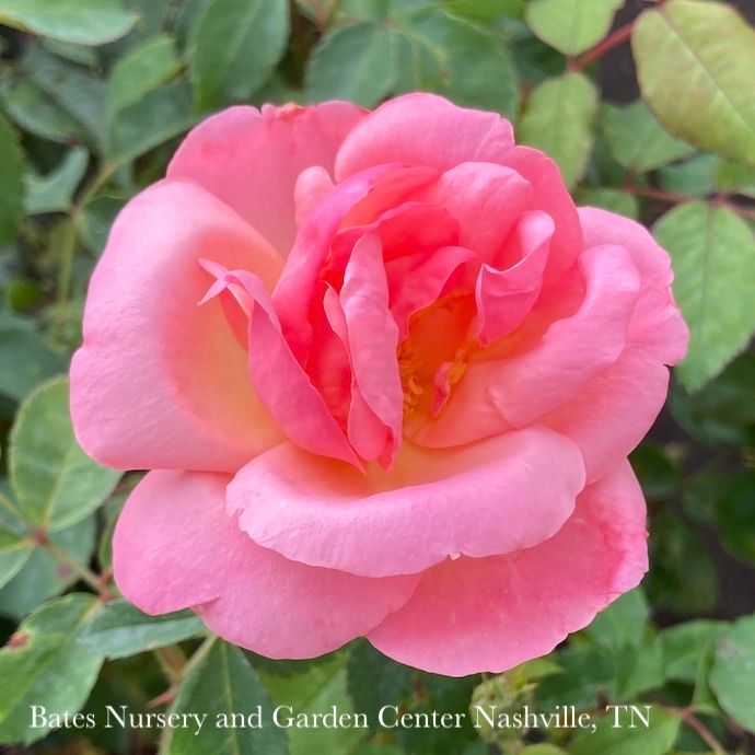 #3 Rosa Knock Out Peachy/ Pink w Yellow Center Shrub Rose No Warranty