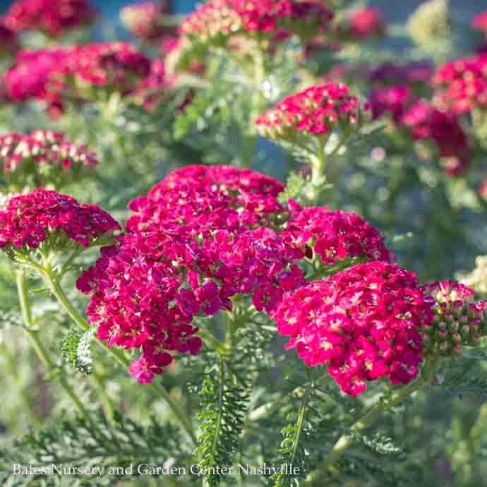 #1 Achillea mill Pomegranate/ Yarrow Native (TN)