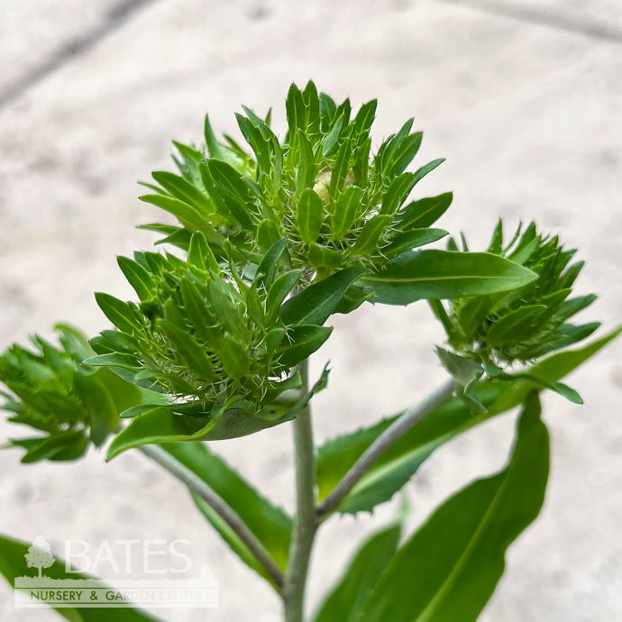 #1 Stokesia laevis Divinity/ White Stoke&#39;s Aster Native (R)