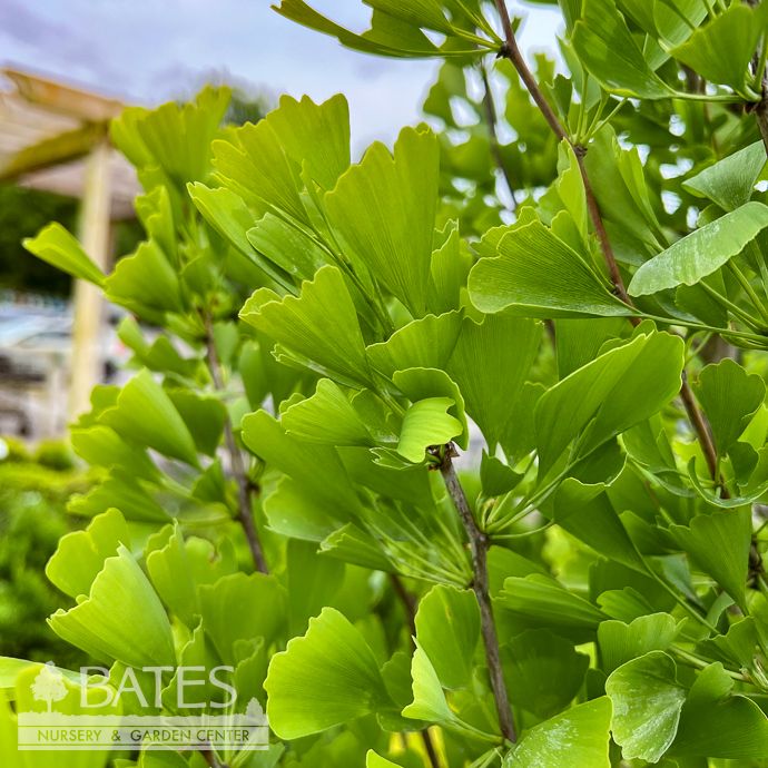 #15 Ginkgo bil Saratoga/ Maidenhair Tree (male)