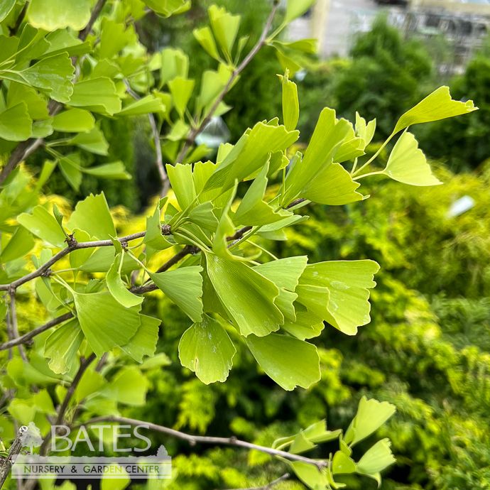 #15 Ginkgo bil Saratoga/ Maidenhair Tree (male)