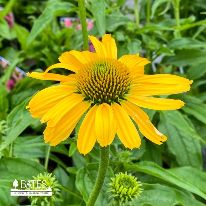 #1 Echinacea x PW Color Coded &#39;Yellow My Darling&#39;/ Coneflower
