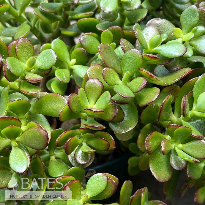 12p!/#5 Crassula Jade Crosby Succulent / Tropical