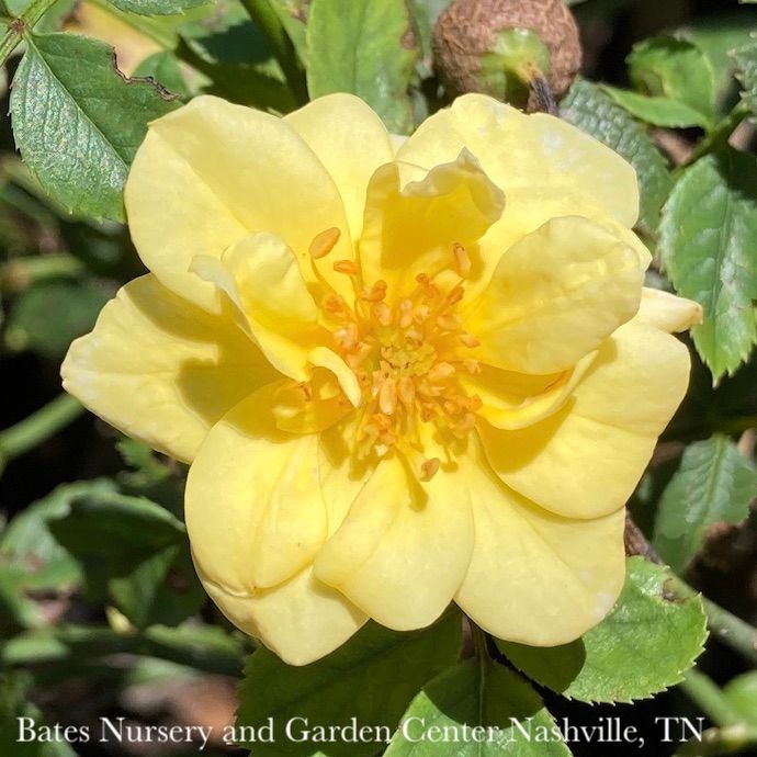 #2 Rosa Lemon Drift/ Groundcover Rose - No Warranty
