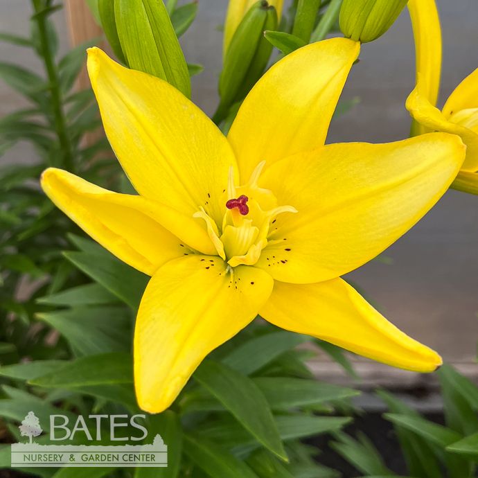 #1 Lilium x Double Crosscourt/ Yellow Lily