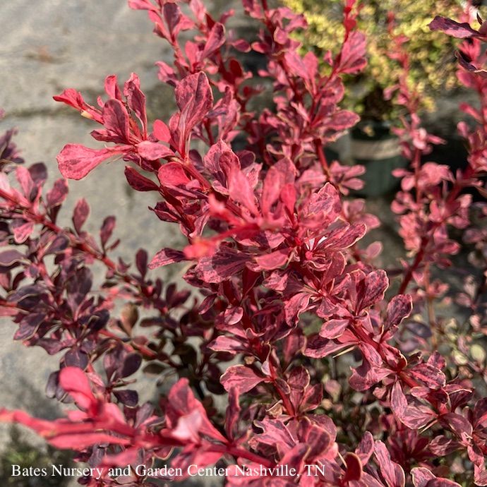 #2 Berberis thun Rose Glow/ Barberry