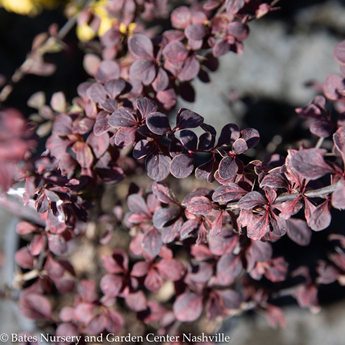 #2 Berberis thun Rose Glow/ Barberry