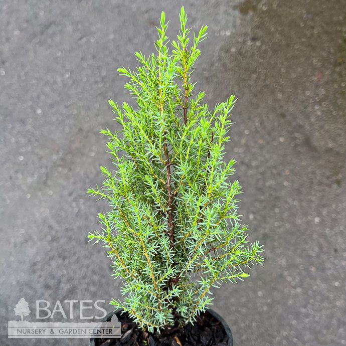 LPP(4p) Juniperus comm Miniature/ Common Juniper Native (R)