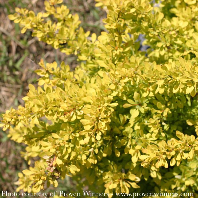 #3 Berberis thun PW Sunjoy &#39;Citrus&#39;/ Barberry