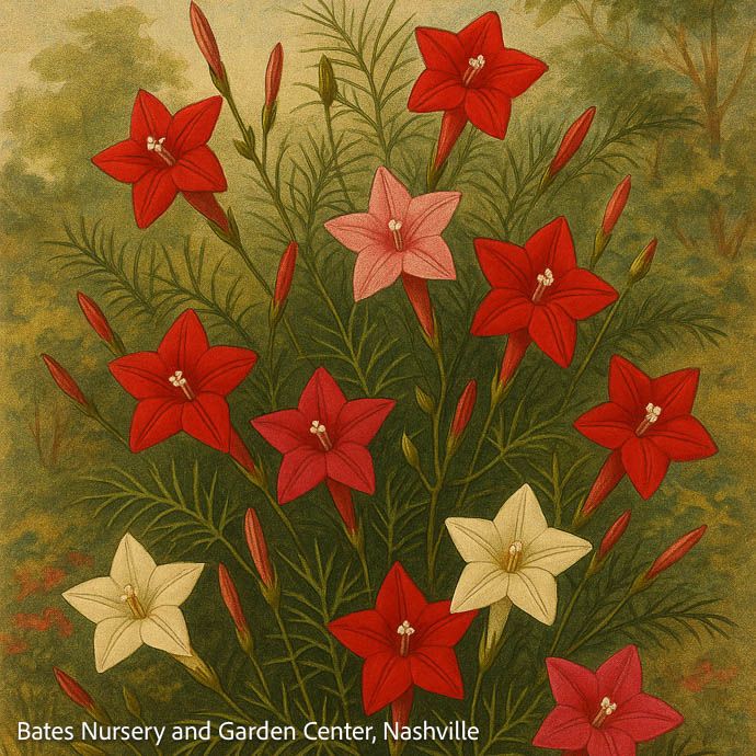 Seed Cypress Vine Climber Mix