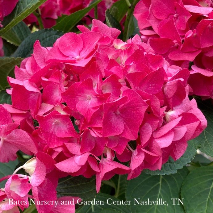 #2 Hydrangea mac PW Wee Bit Giddy/ Bigleaf/ Dwarf Red Mophead