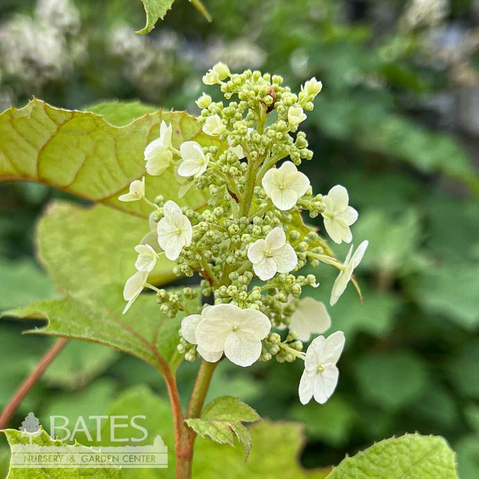 #3 Hydrangea quer Snow Queen/ Oakleaf Native (TN)