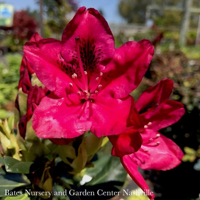 #3 Rhododendron x Nova Zembla/ Red  - No Warranty