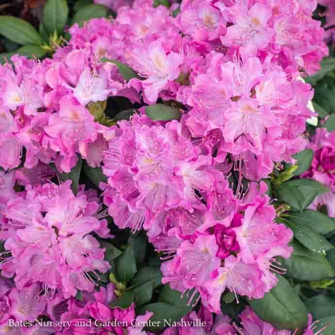 #3 Rhododendron x Roseum Elegans/ Pink - No Warranty