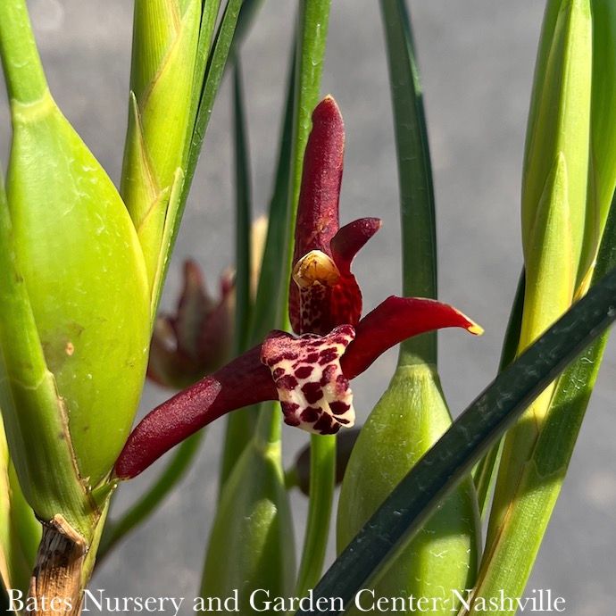 4p! Orchid Maxillaria ten / Coconut Orchid /Tropical