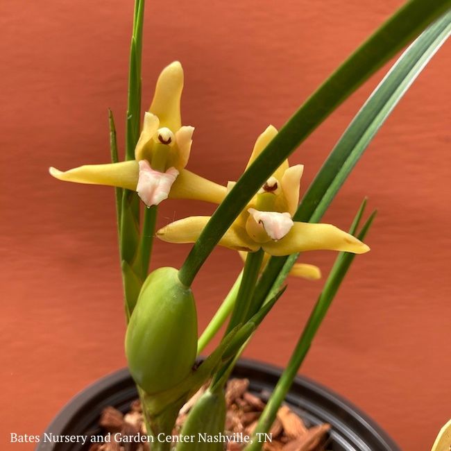 4p! Orchid Maxillaria ten / Coconut Orchid /Tropical