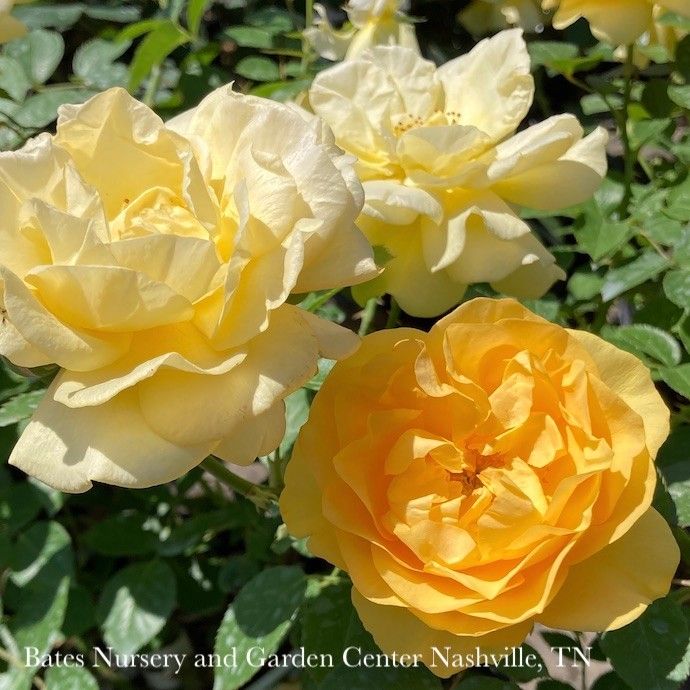 #3 Rosa Julia Child/ Yellow Floribunda Rose - No Warranty
