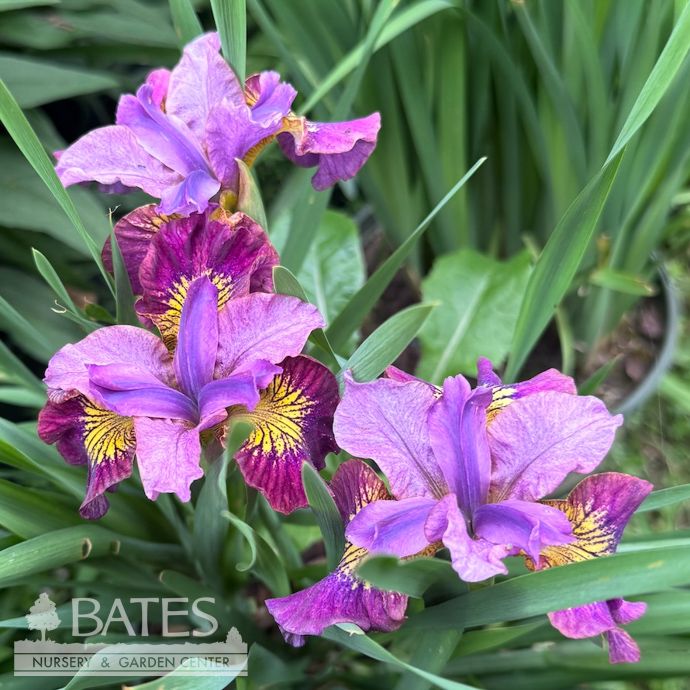 #1 Iris sibirica Miss Apple/ Red-Violet Siberian