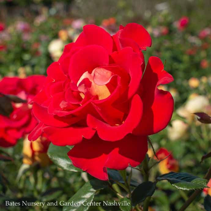 Topiary Patio Tree #3 24&quot; Rosa Ketchup &amp; Mustard/ Red, Yellow Floribunda Rose - No Warranty