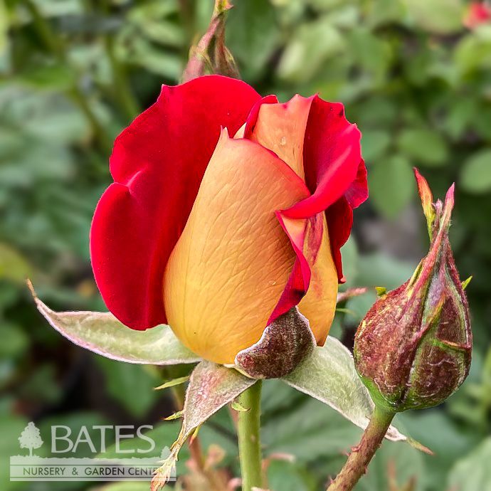 Topiary Patio Tree #3 24&quot; Rosa Ketchup &amp; Mustard/ Red, Yellow Floribunda Rose - No Warranty