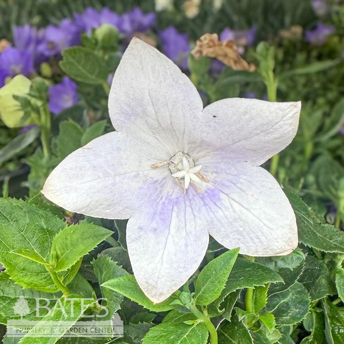 #1 Platycodon grand Twinkle &#39;White&#39;/ Dwarf Balloon Flower