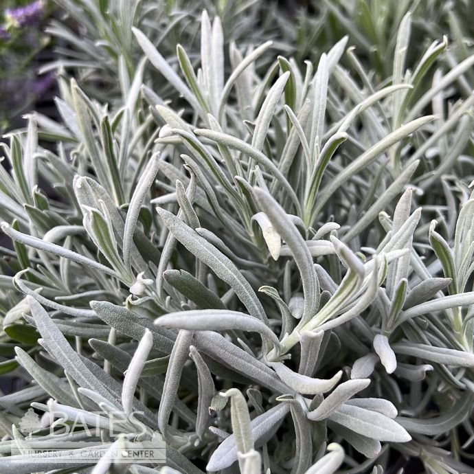 #1 Lavandula x int Hidcote GIANT/ English Lavender - No Warranty