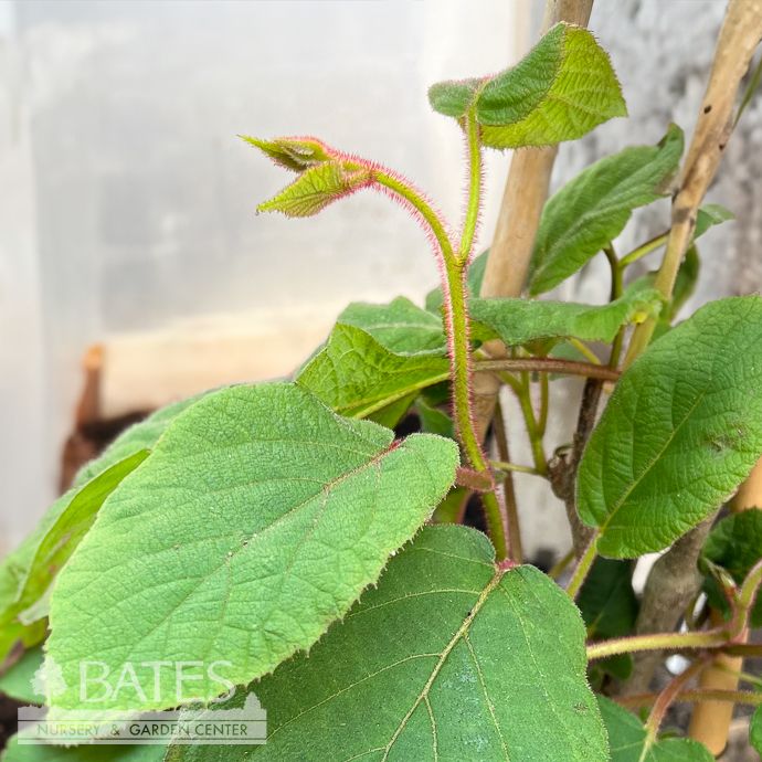 Edible #2 Actinidia arguta Kiwi Magic/ Male &amp; Female Combination Kiwi Vine
