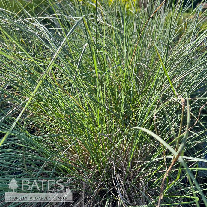 #3 Grass Muhlenbergia cap &#39;PURPLE Muhly&#39;/ Native (TN)