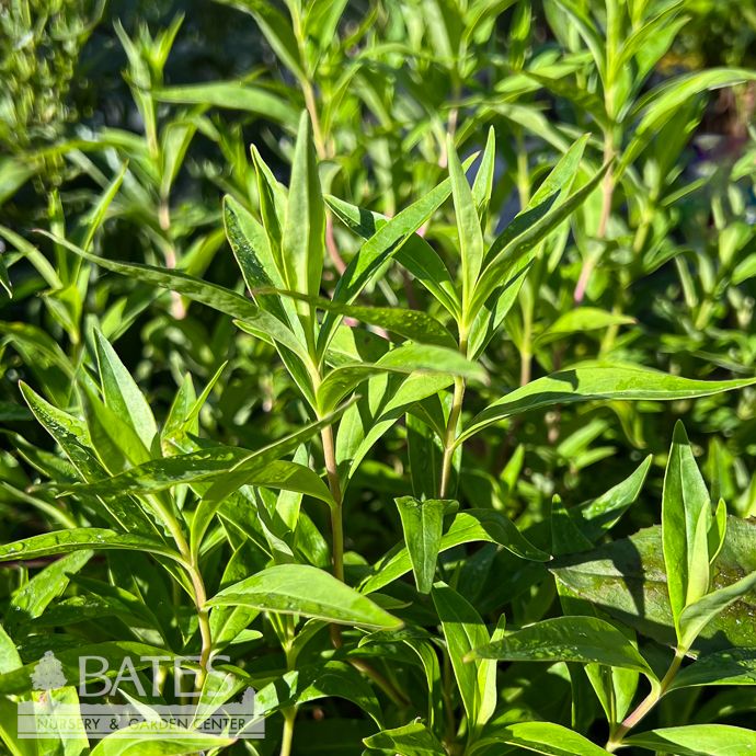 #1 Penstemon x Midnight Blue/ Beardtongue