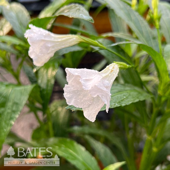 10P Ruellia / WHITE Mexican Petunia Bush Form /Tropical