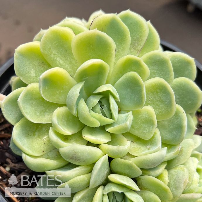 Tropical #1 Echeveria elegans/ Mexican Snowball