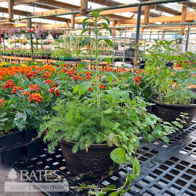 9.5P Herb Combo Bowl