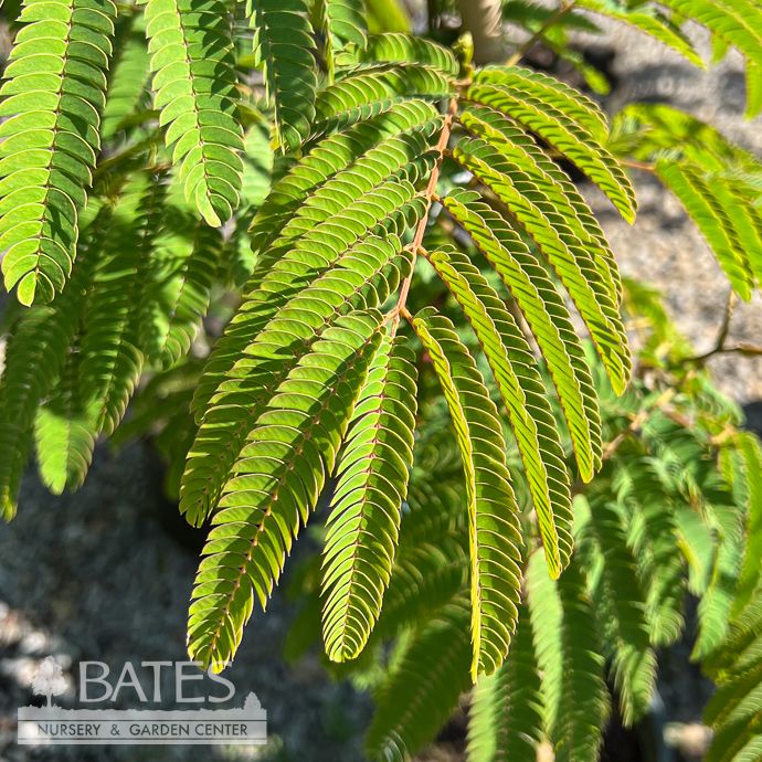 #5 Albizia jul Tropical Dream/ Mimosa Tree