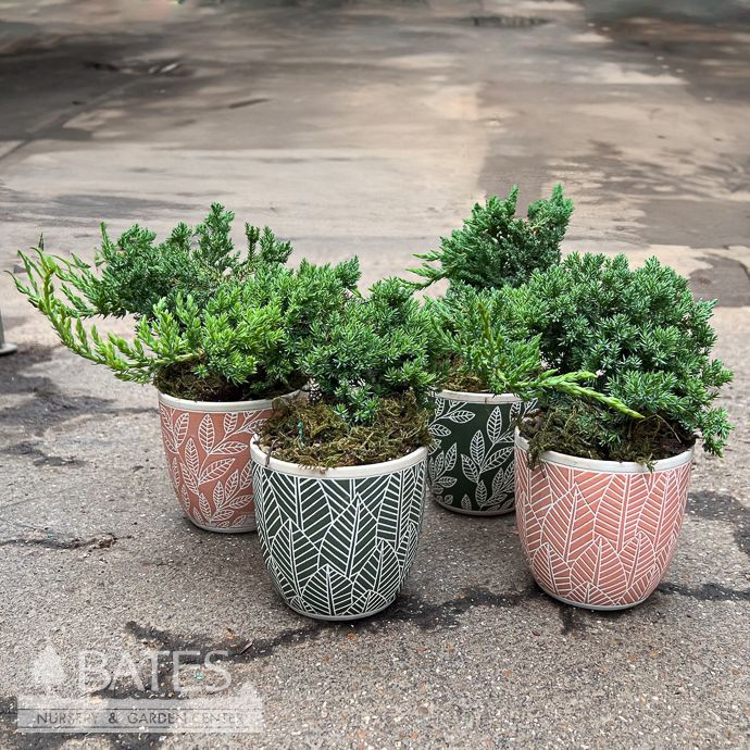 4.5p! Bonsai Plant Small Juniper Styles in Ceramic /Tropical