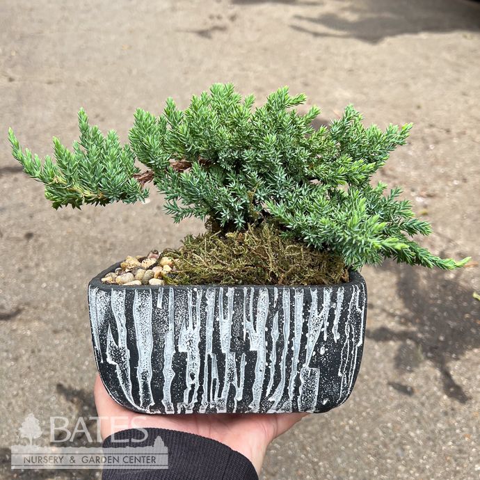6p! Bonsai Plant Small Juniper Styles in Ceramic /Tropical