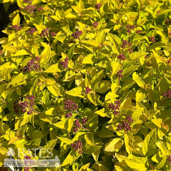 #3 Spiraea japonica Pineapple Poprocks/ Compact, Pink Flowers