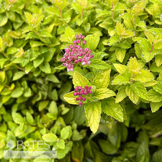 #3 Spiraea japonica Pineapple Poprocks/ Compact, Pink Flowers