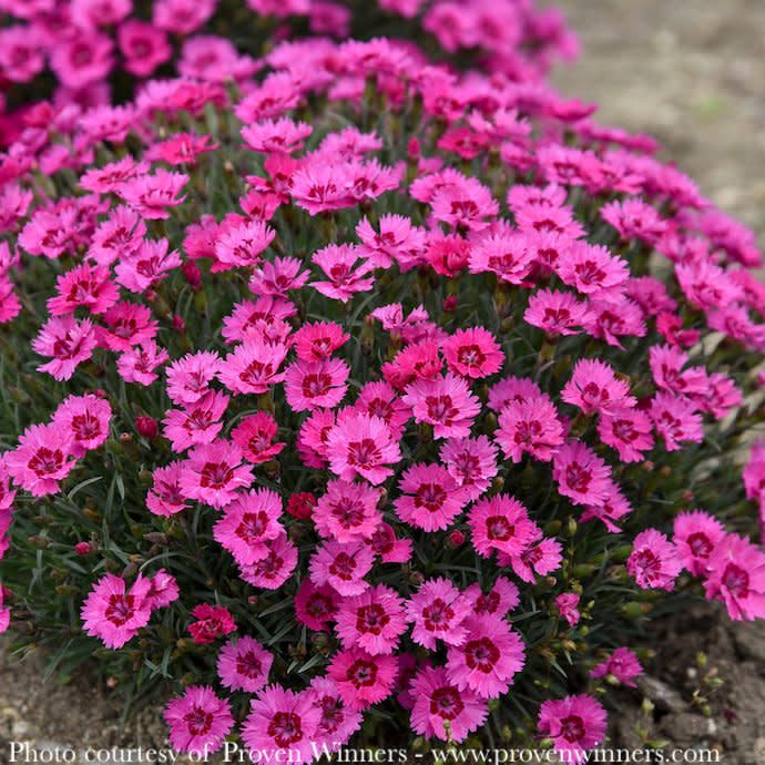 #1 Dianthus x PW Paint the Town Fancy/ Pink