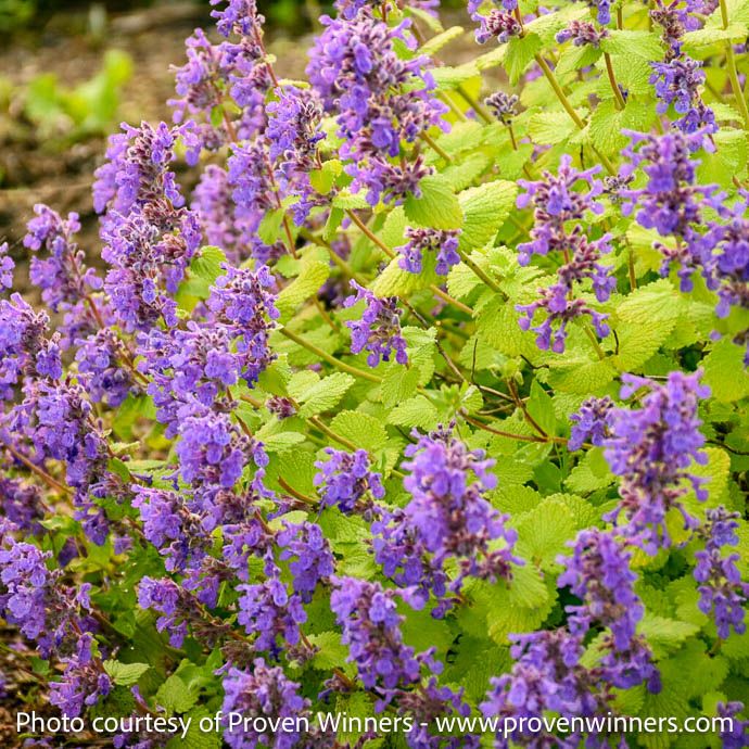#1 Nepeta x PW Chartreuse on the Loose/ Catmint