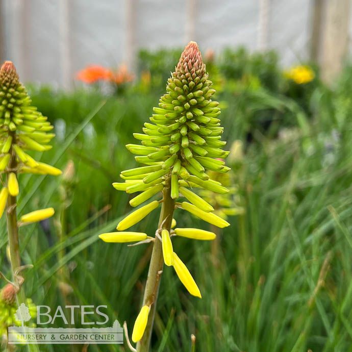#1 Kniphofia uv Glow Stick/ Yellow Red Hot Poker