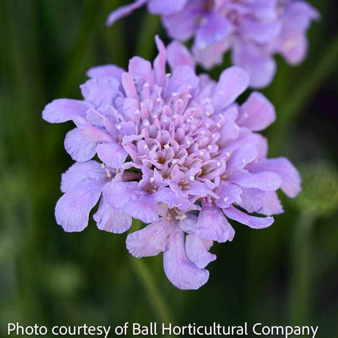 #1 Scabiosa col Flutter &#39;Deep Blue&#39;/ Pincushion Flower