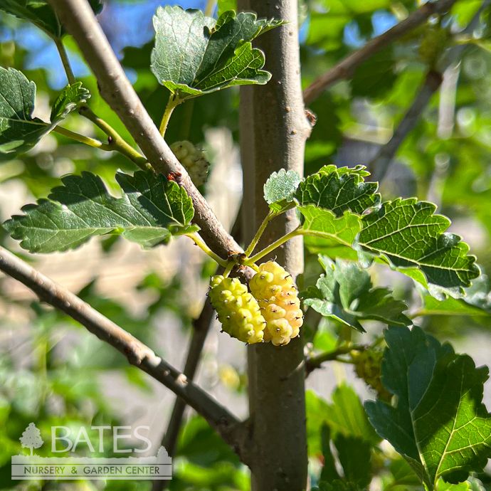 Edible #7 Morus alba/ White Mulberry