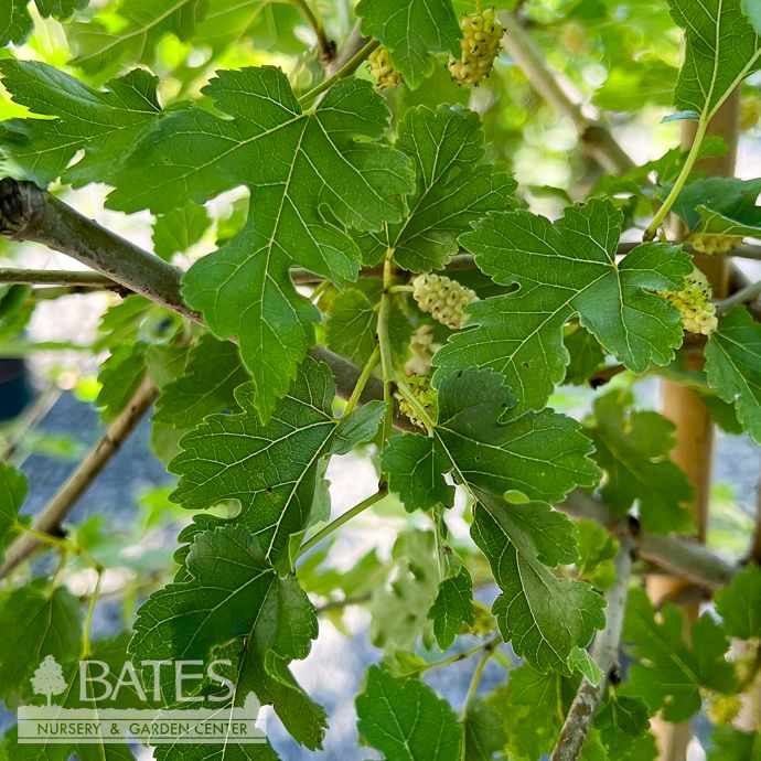 Edible #7 Morus alba/ White Mulberry