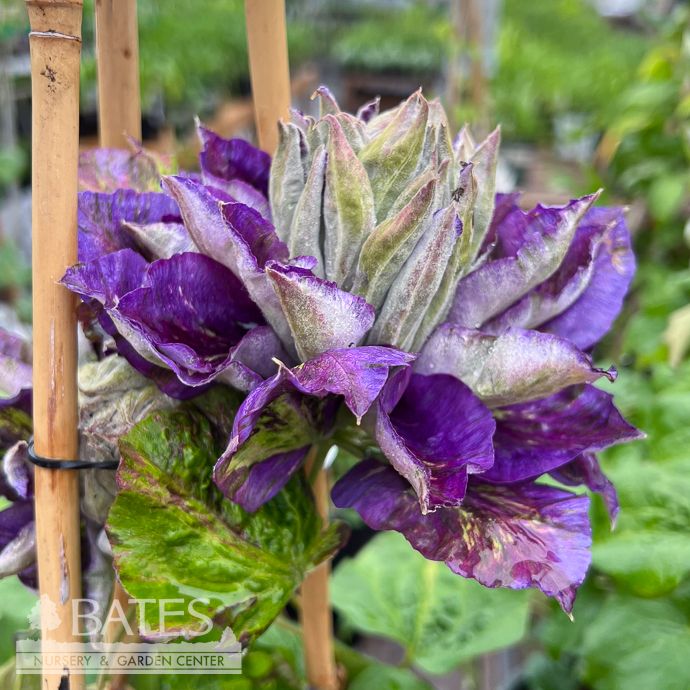 #2 Clematis Frillseeker/ Purple