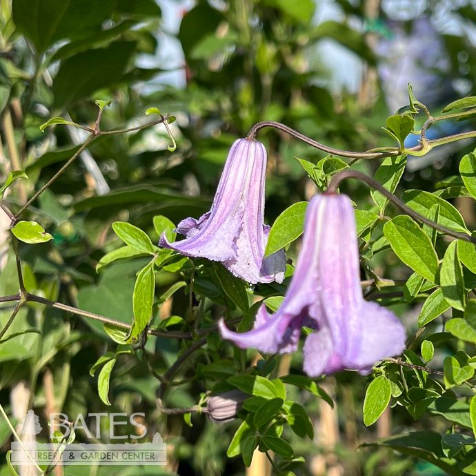 #1 Clematis x Betty Corning/ Soft Purple Nodding