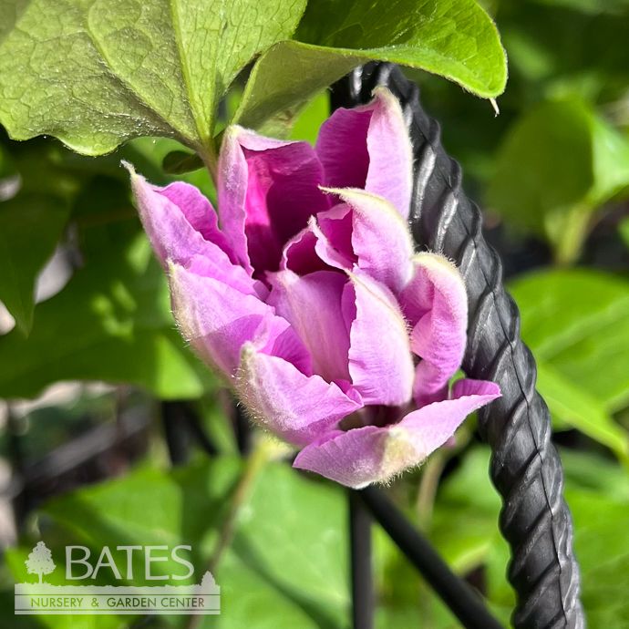 Bulb Clematis Bees Jubilee/ Pink w/Dk Pink stripe 1/pk