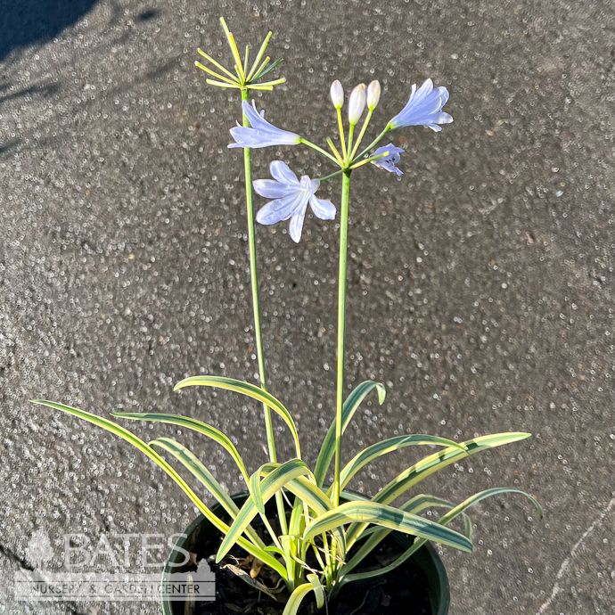#1 Agapanthus x Golden Drop/ Variegated