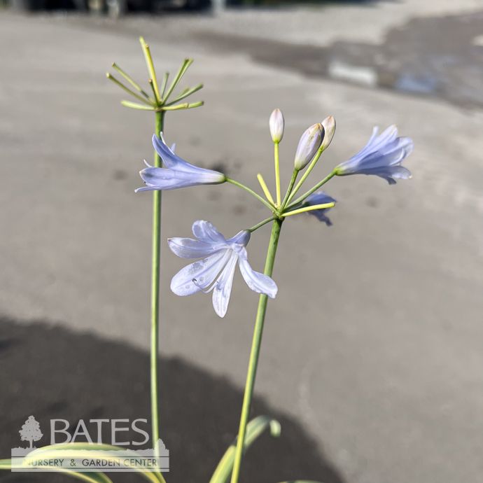 #1 Agapanthus x Golden Drop/ Variegated