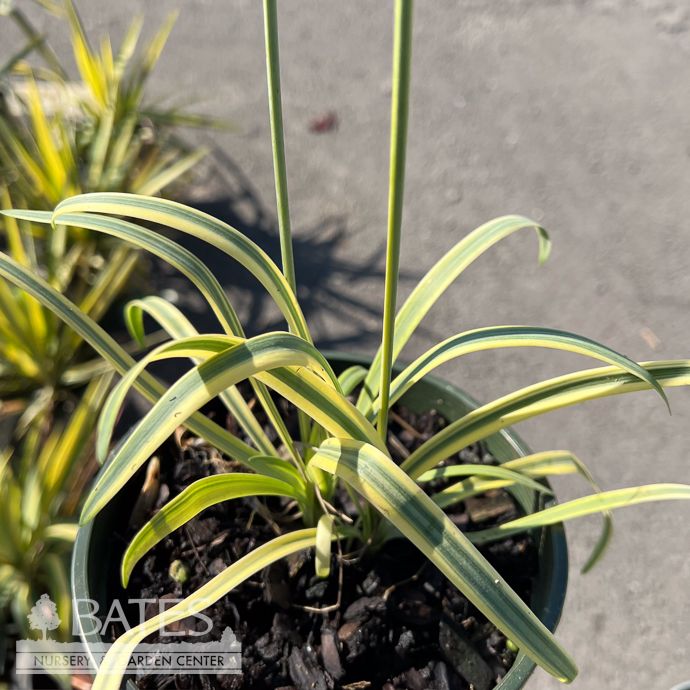 #1 Agapanthus x Golden Drop/ Variegated