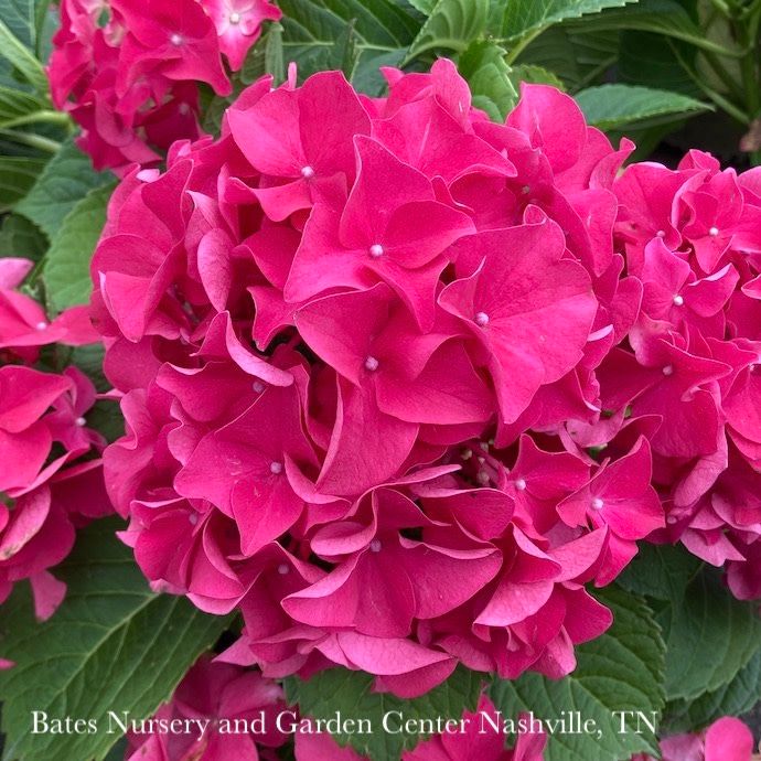 #5 Hydrangea mac Fuchsia Glow/ Bigleaf/ Mophead Repeat Pink